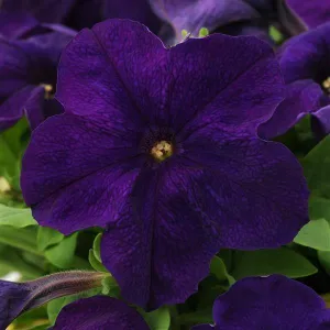 Petunia Single Gf. Ez Rider Blue Flower Seeds