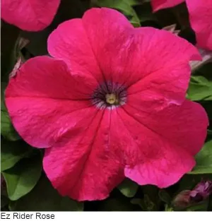Petunia Single Gf. Ez Rider Rose Flower Seeds
